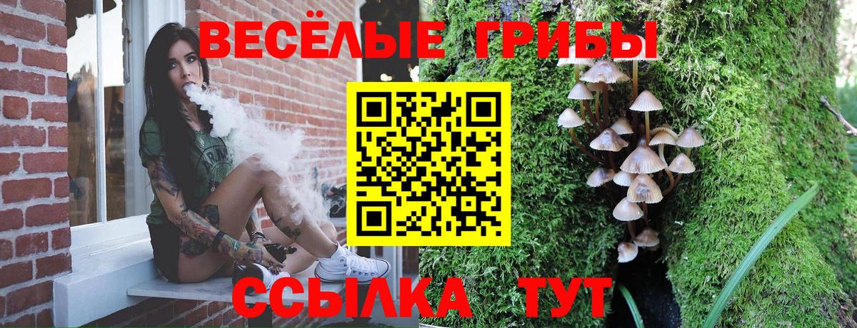 Галлюциногенные грибы MAGIC MUSHROOMS  Мурино  Псилоцибиновые грибы Psilocybe 