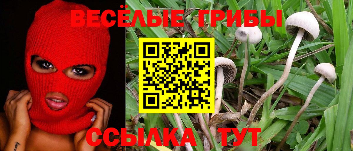 Мурино  сколько стоит  Вход с VPN  Псилоцибиновые грибы Cubensis 